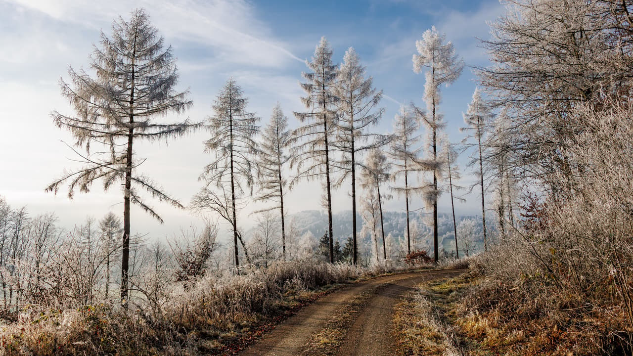 Nature, Winter, Cold
