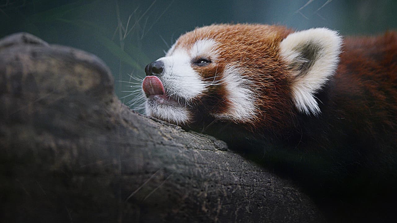 Red Panda, Panda, Nature