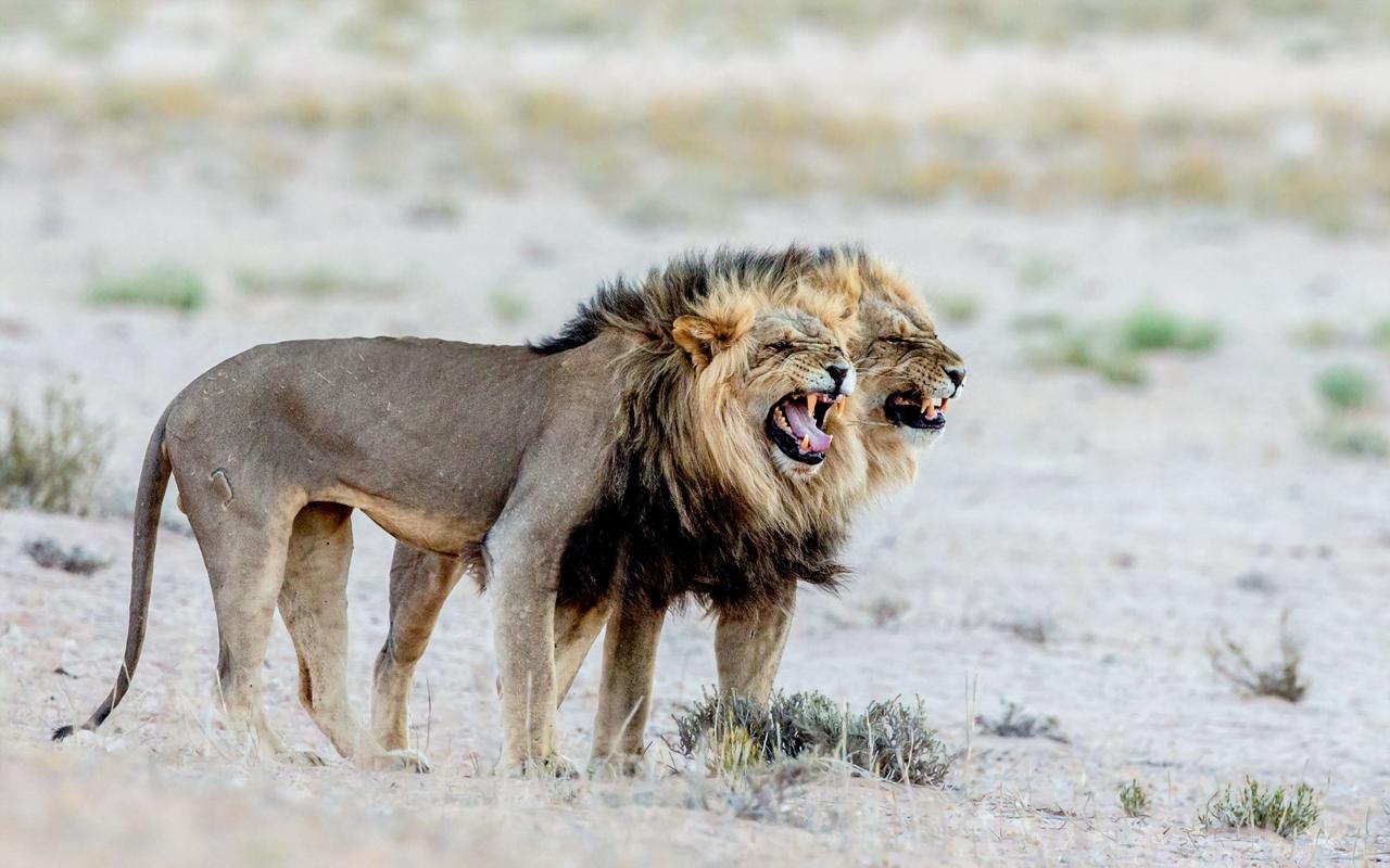 Animals, Nature, Lion