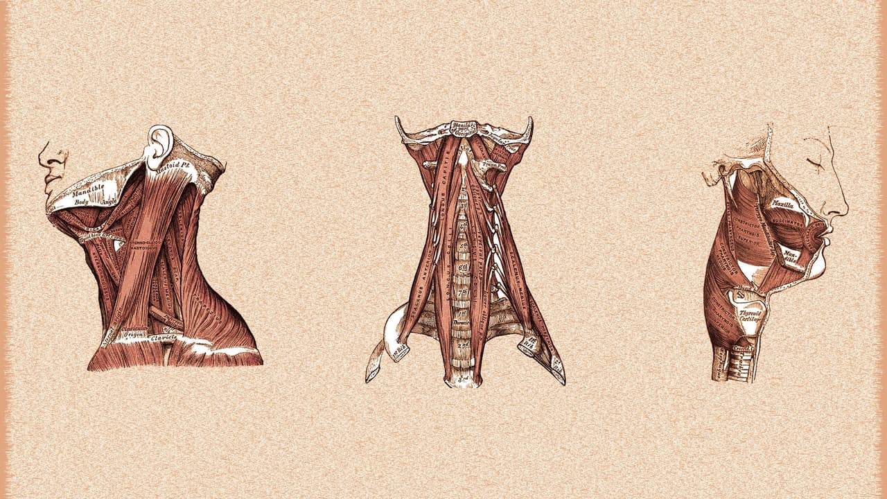 Anatomy, Muscles, Medicine