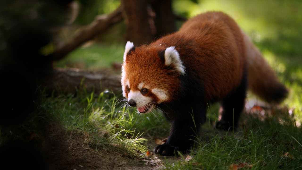 Animals, Red Panda, Panda
