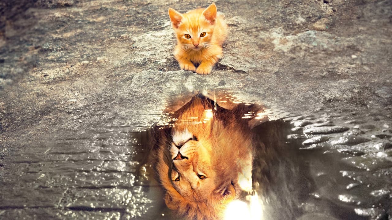 Nature, Animals, Cats