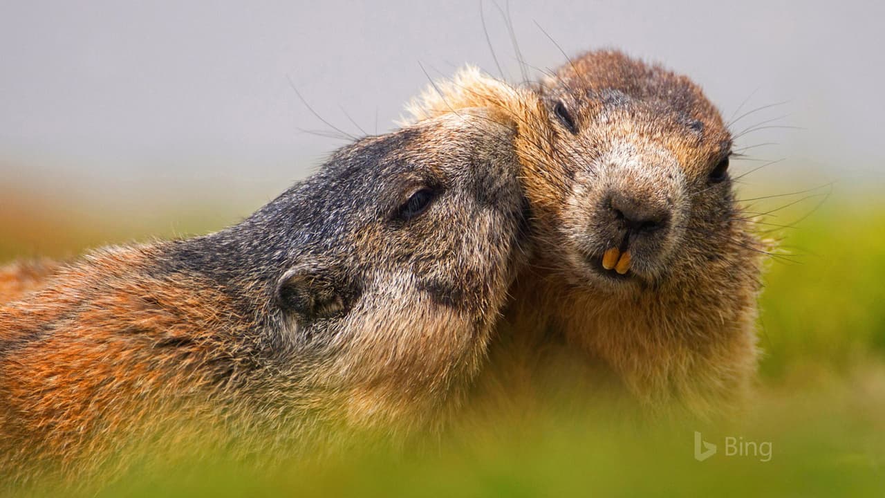 Bing, Photography, Wildlife