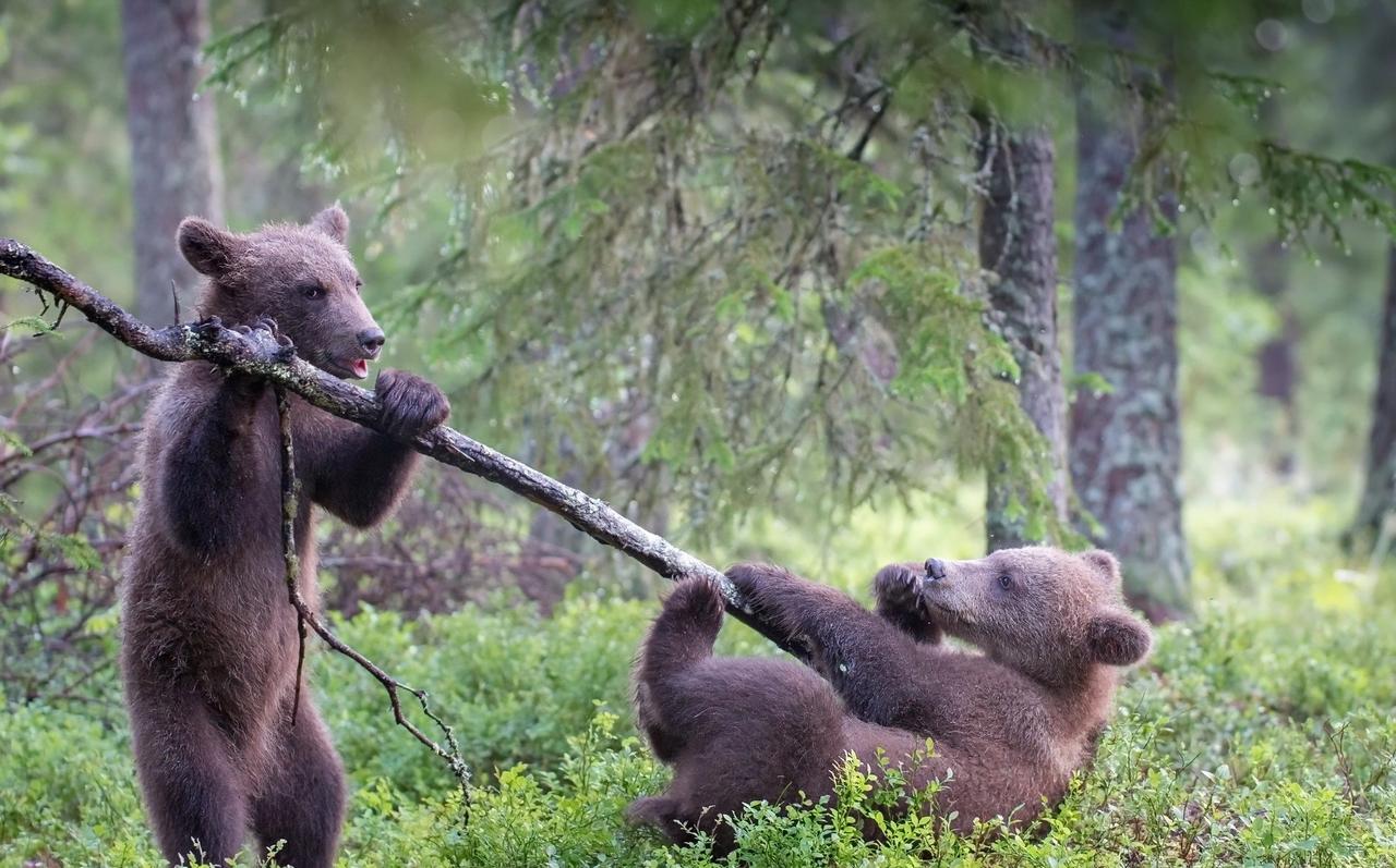 Animals, Bears, Wildlife