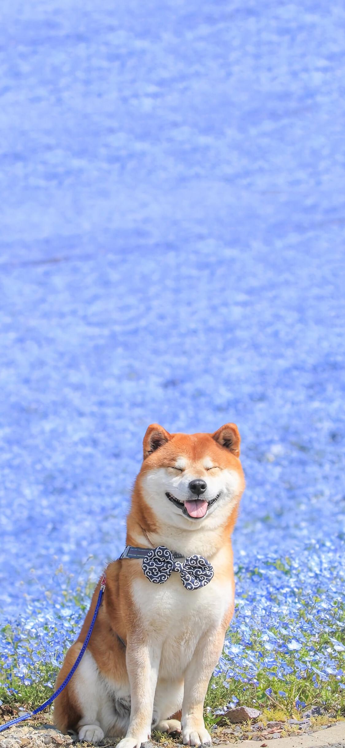 Dog, Smiling, Shiba Inu