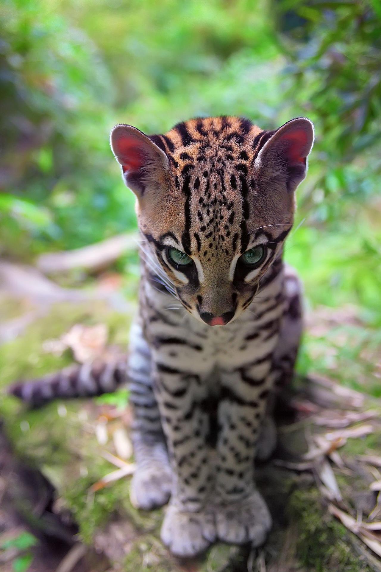 Nature, Animals, Baby Animals