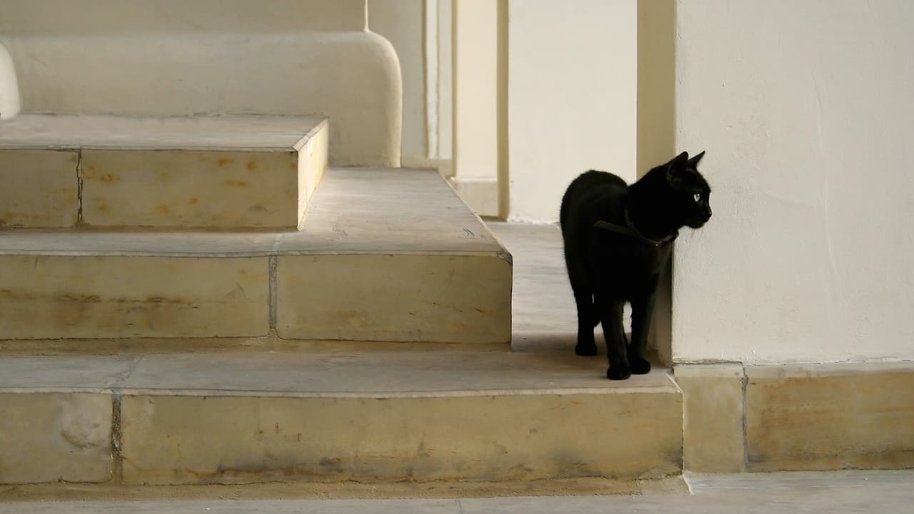 Black Cats, Animals, Cats
