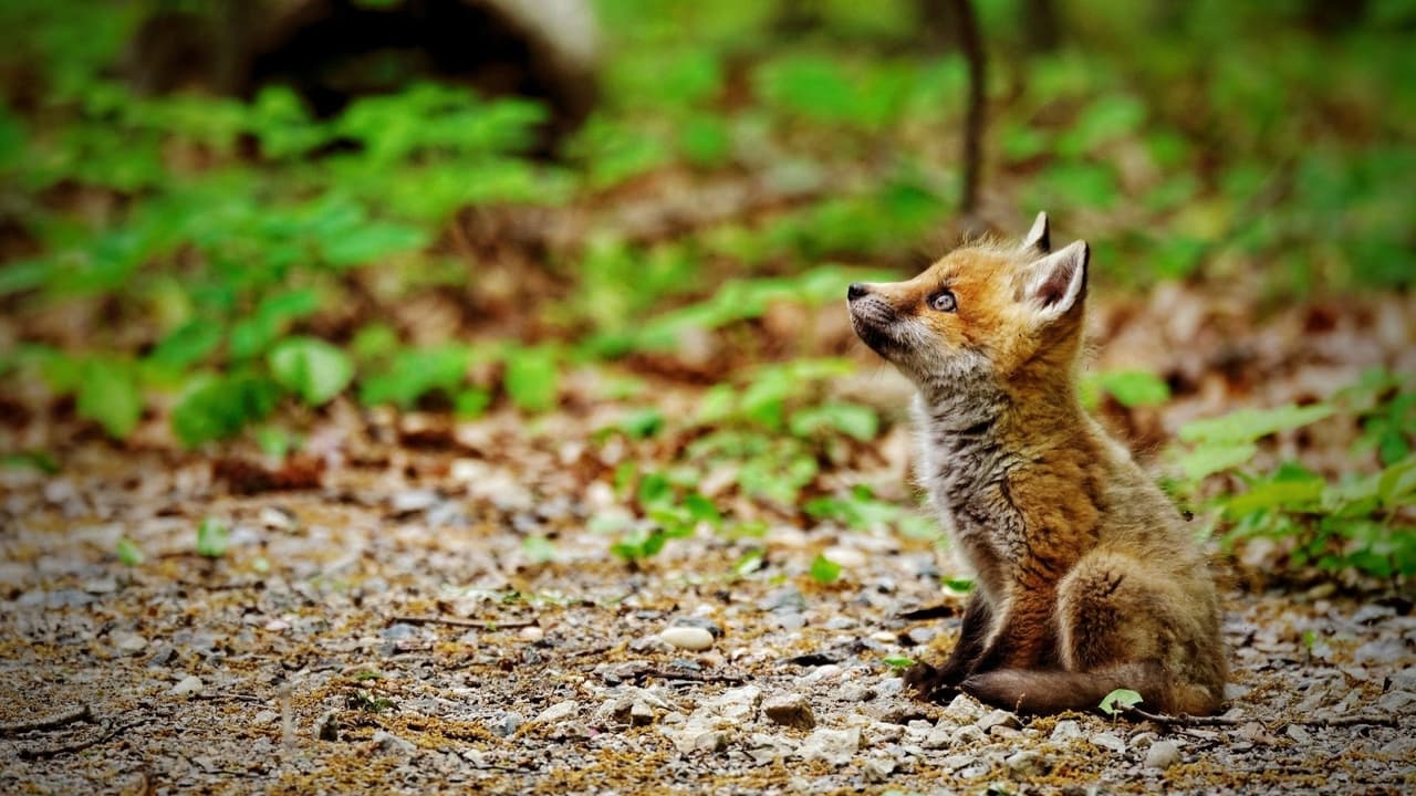 Fox, Animals, Baby Animals