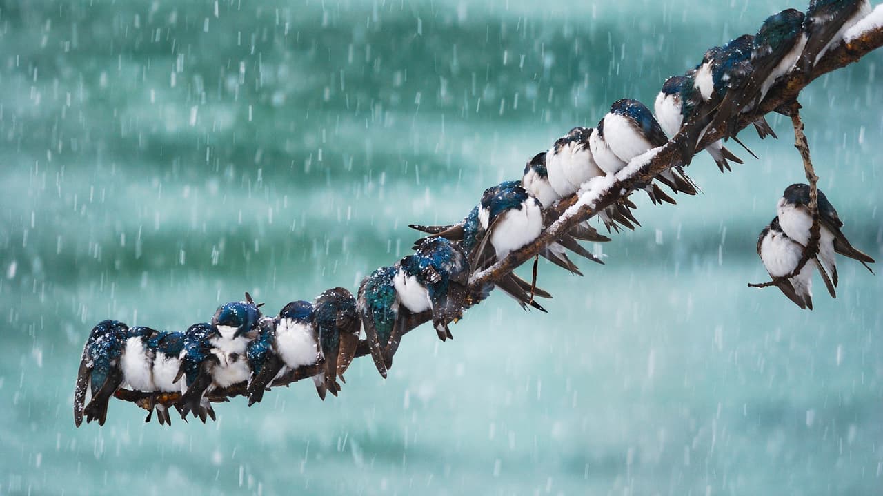 Bing, 2017 (Year), Animals