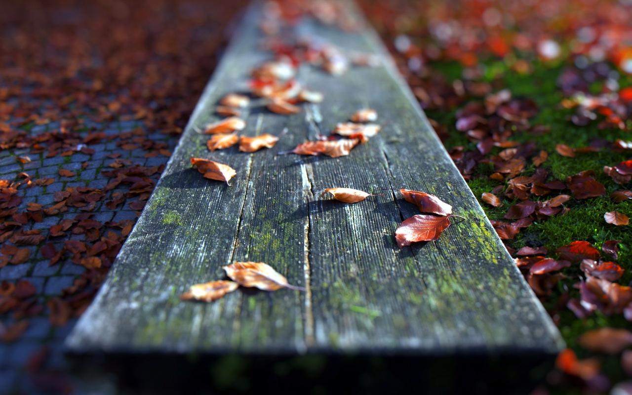Red Leaves, Leaves, Outdoors