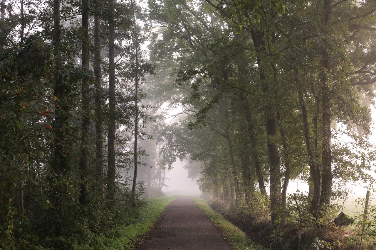 Nature, Mist, Dirt Road