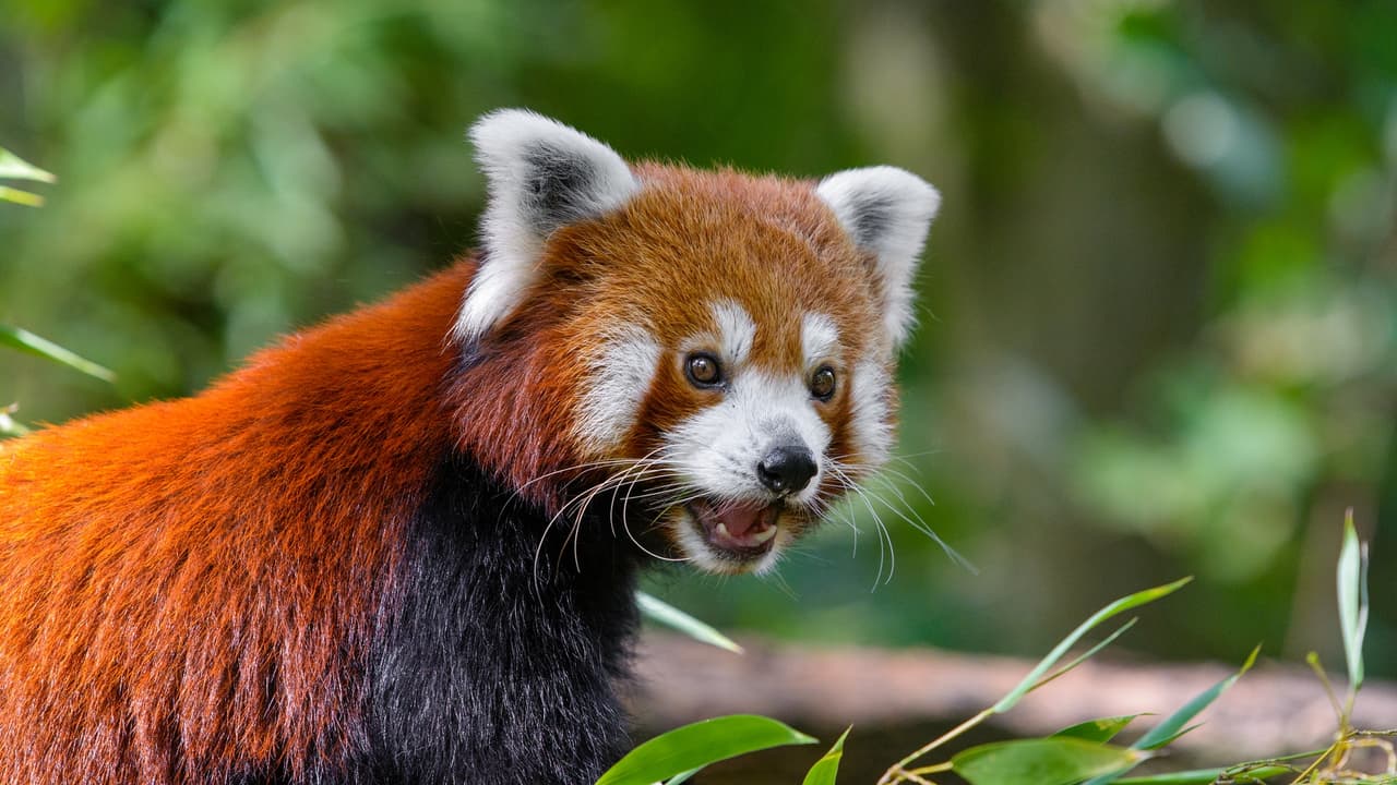 Red Panda, Animals, Panda