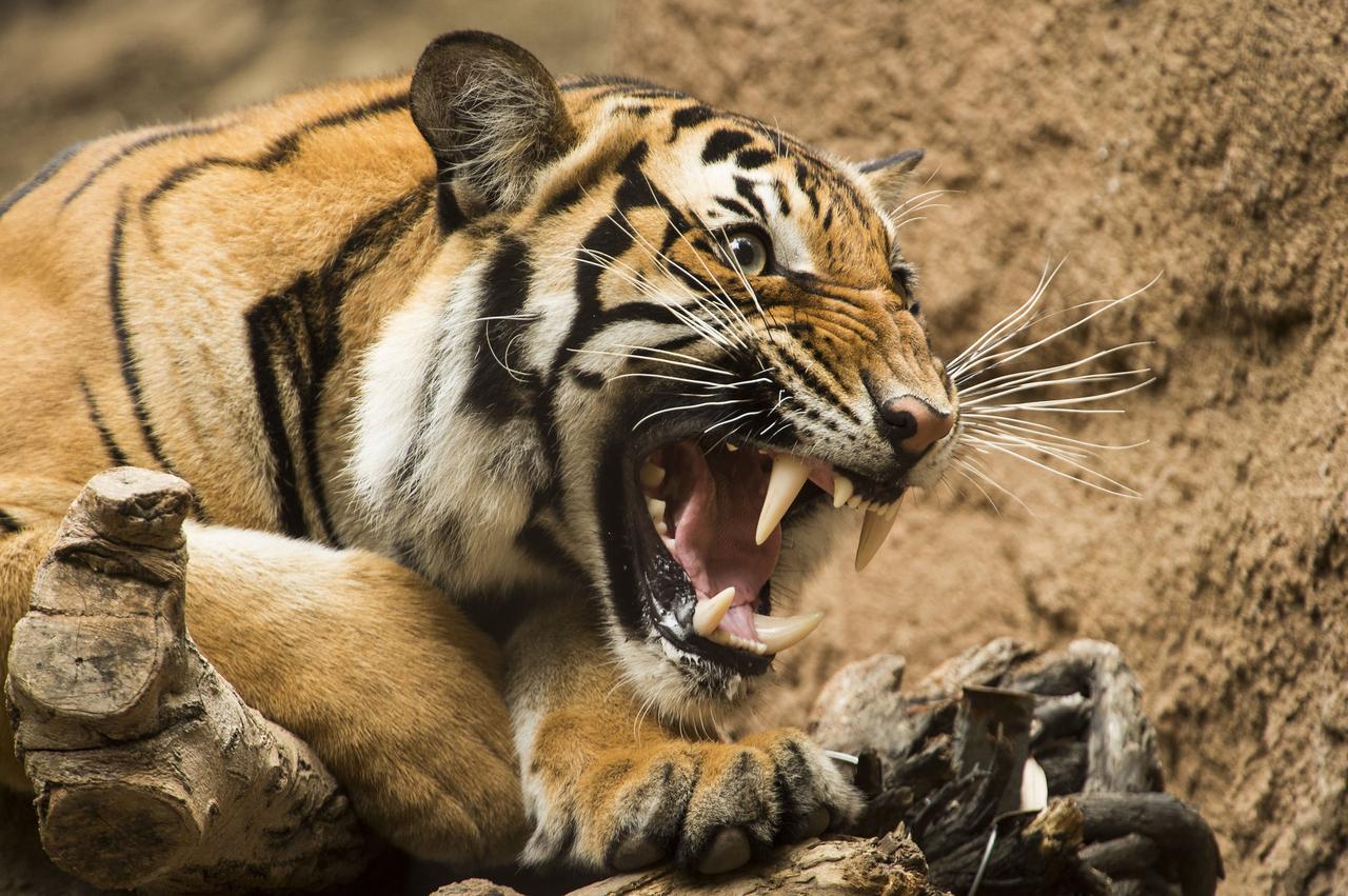 Tiger, Big Cats, Animals