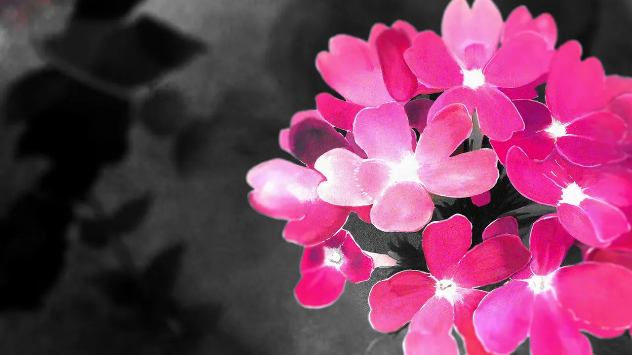 A group of pink flowers