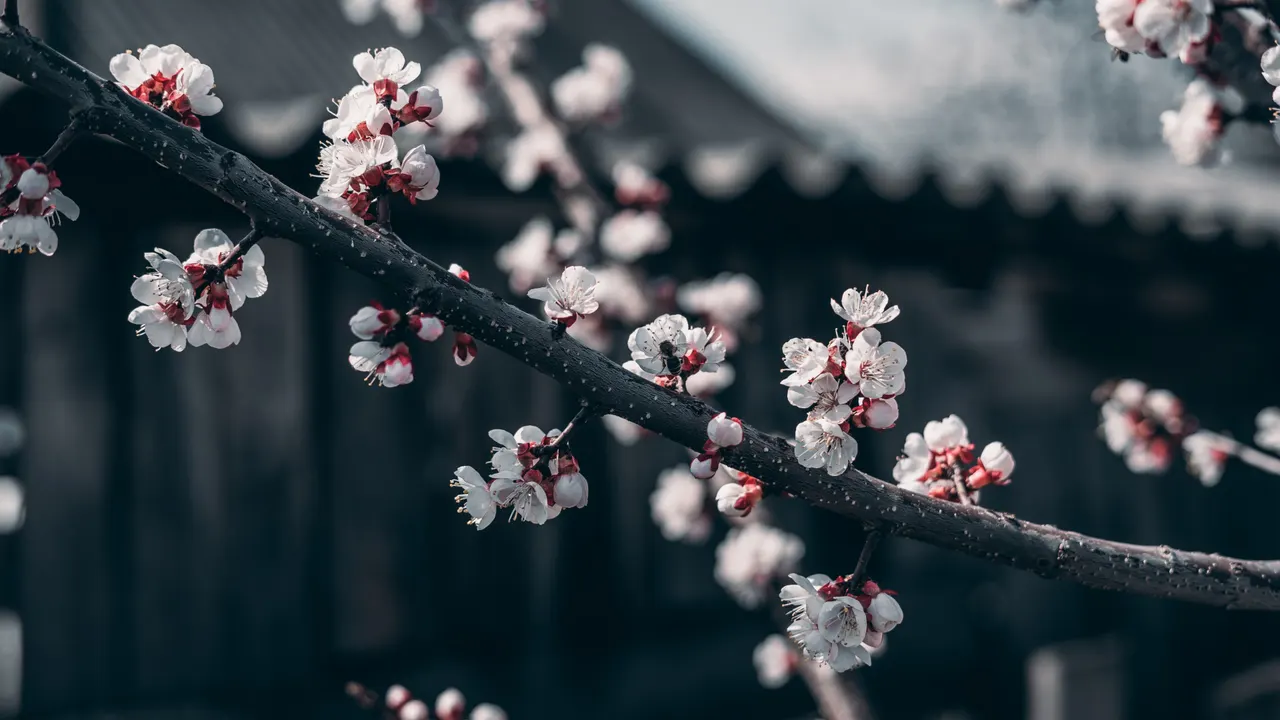 A branch with white flowers
