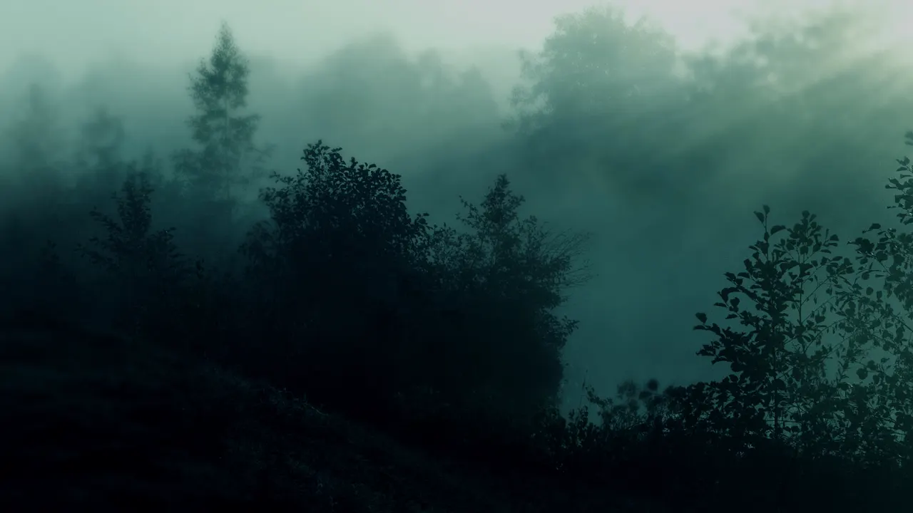 A foggy forest with trees and bushes