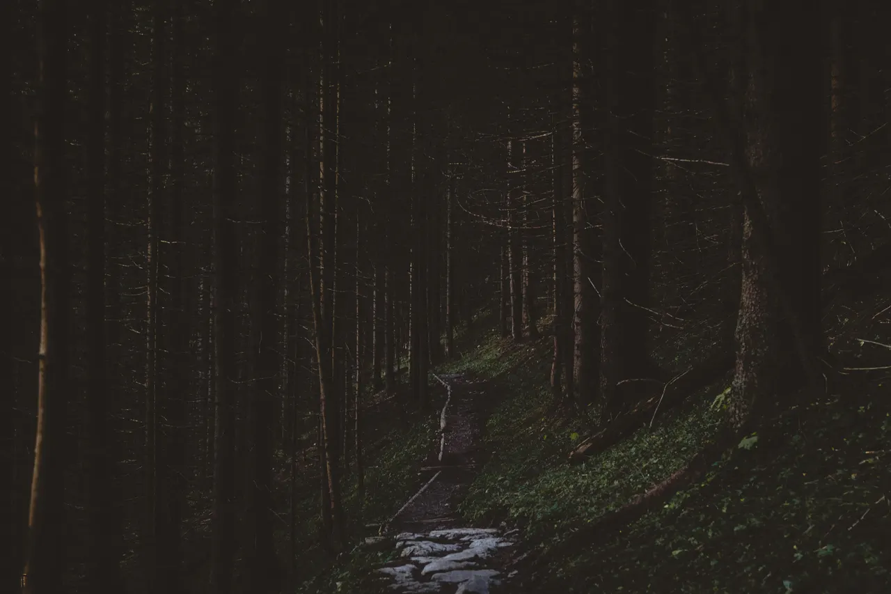 A path through a forest