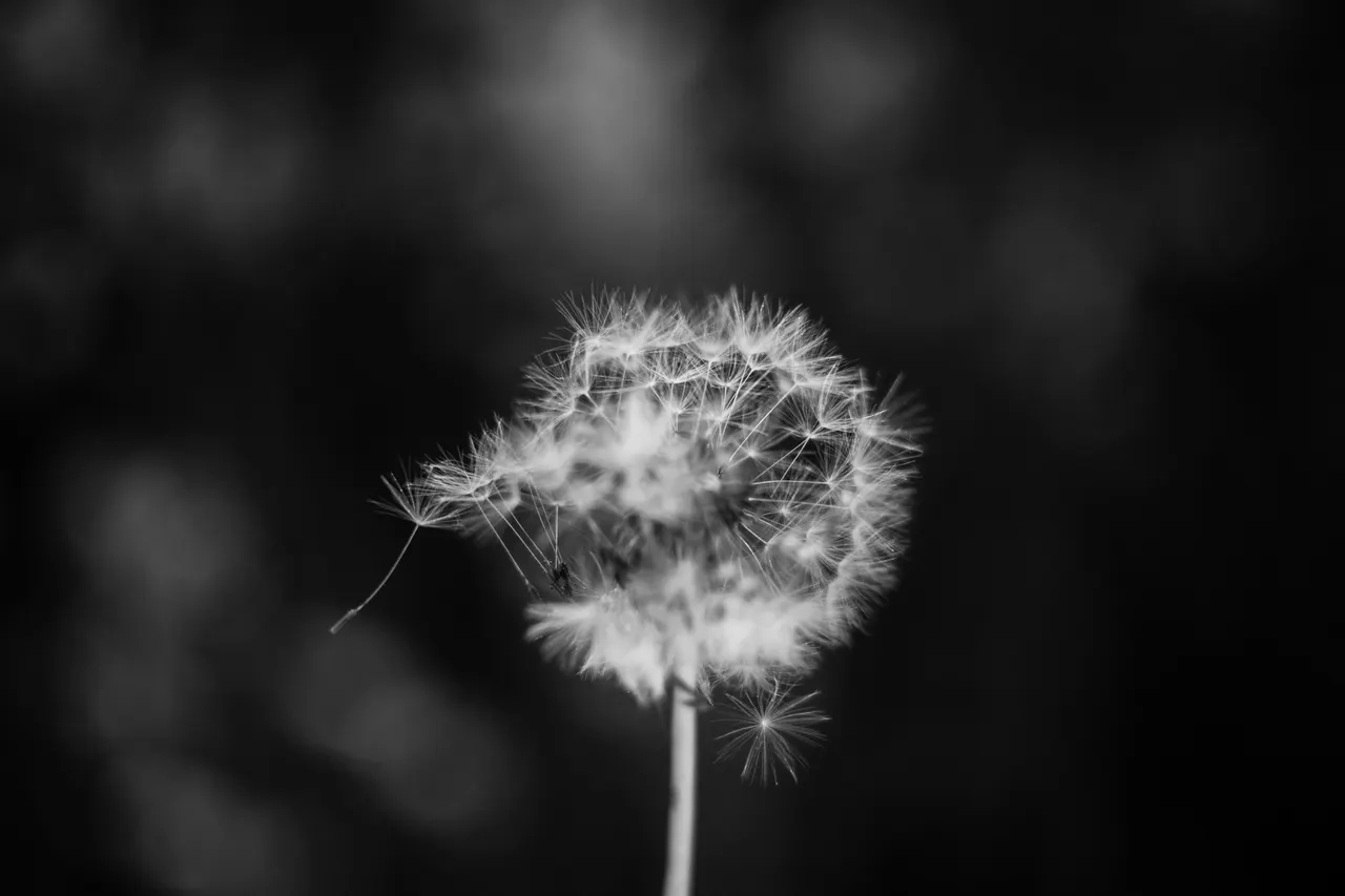 A close up of a dandelion