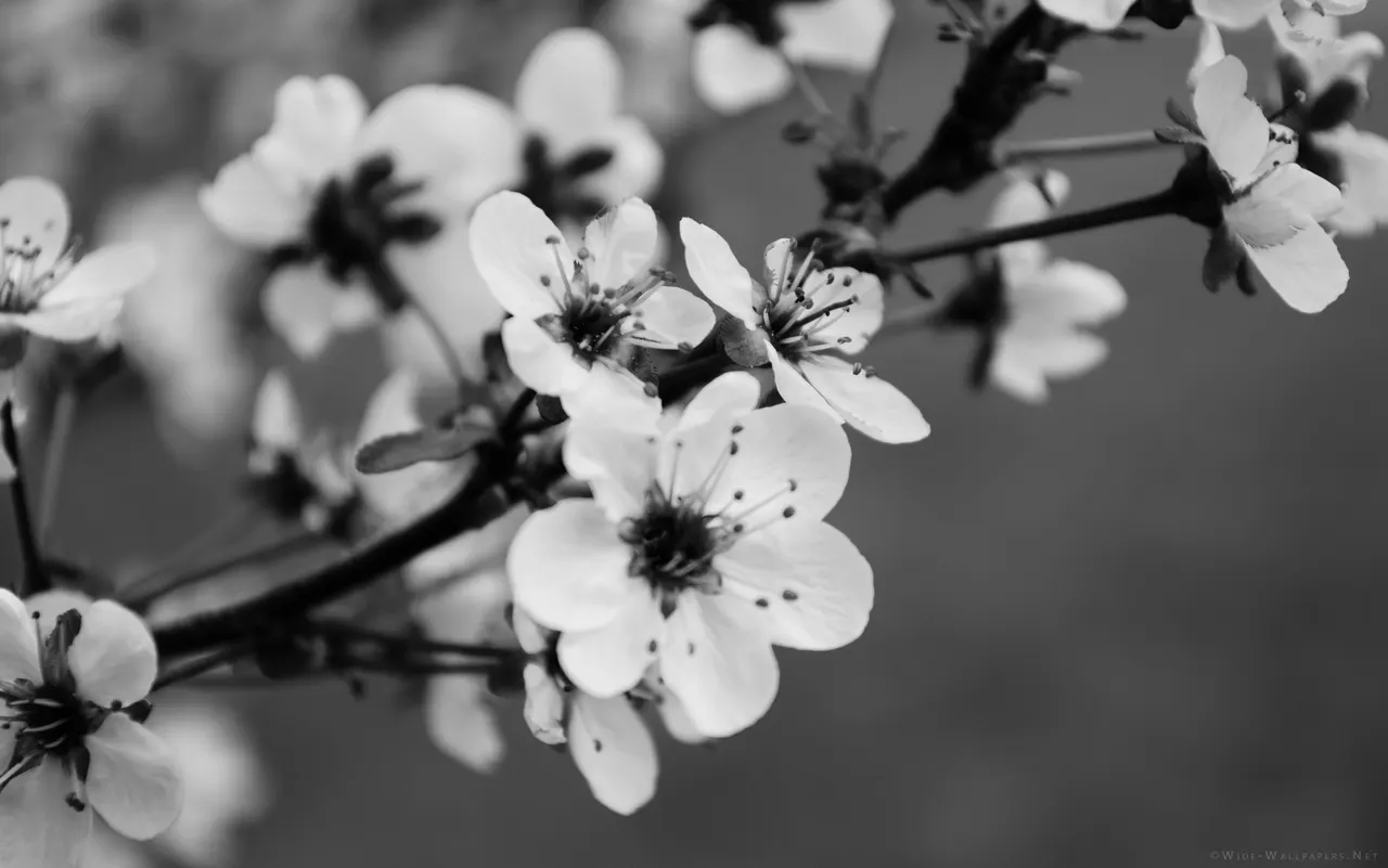 A close up of a flower