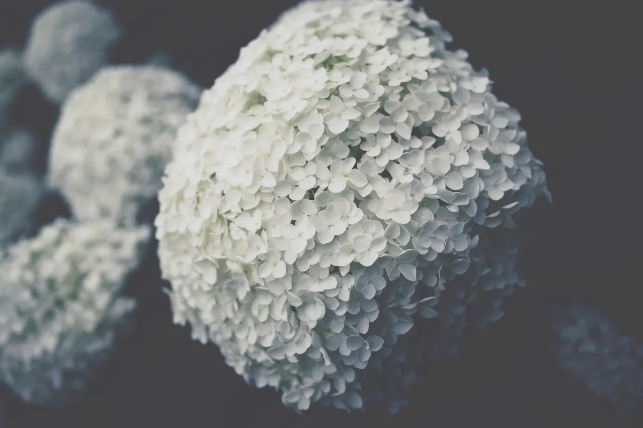 A close up of a white ball of flowers