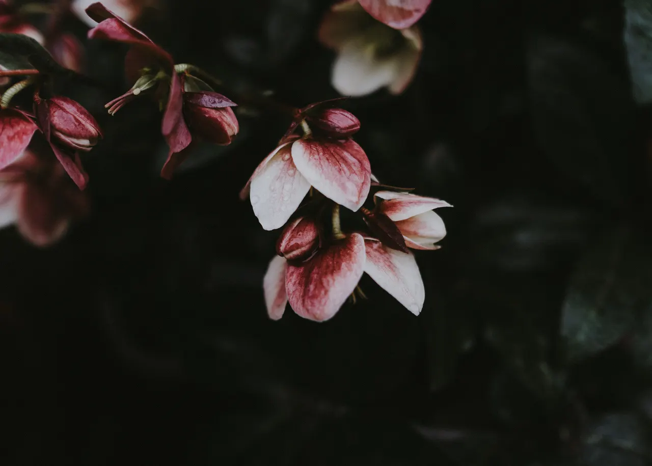 A close up of flowers