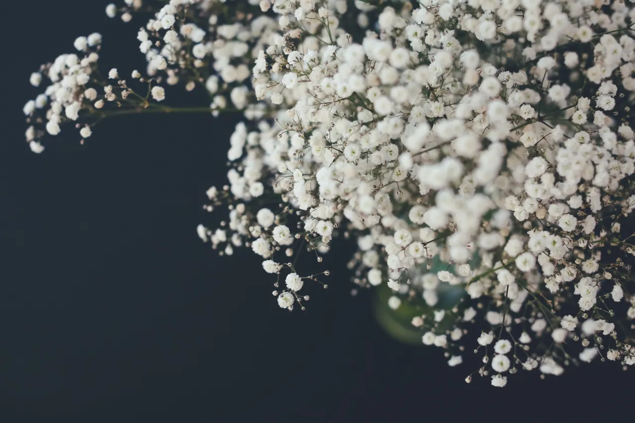 A close up of white flowers