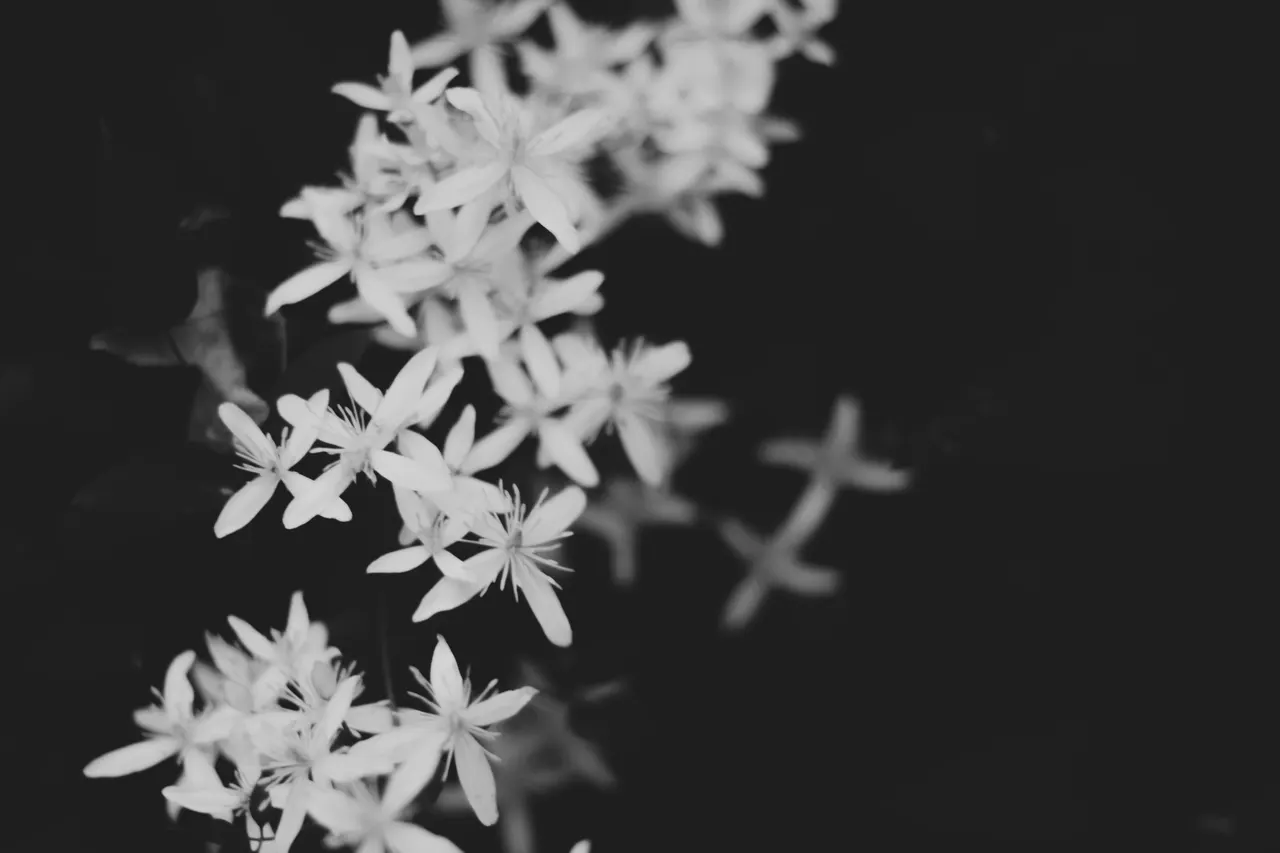 A group of white flowers