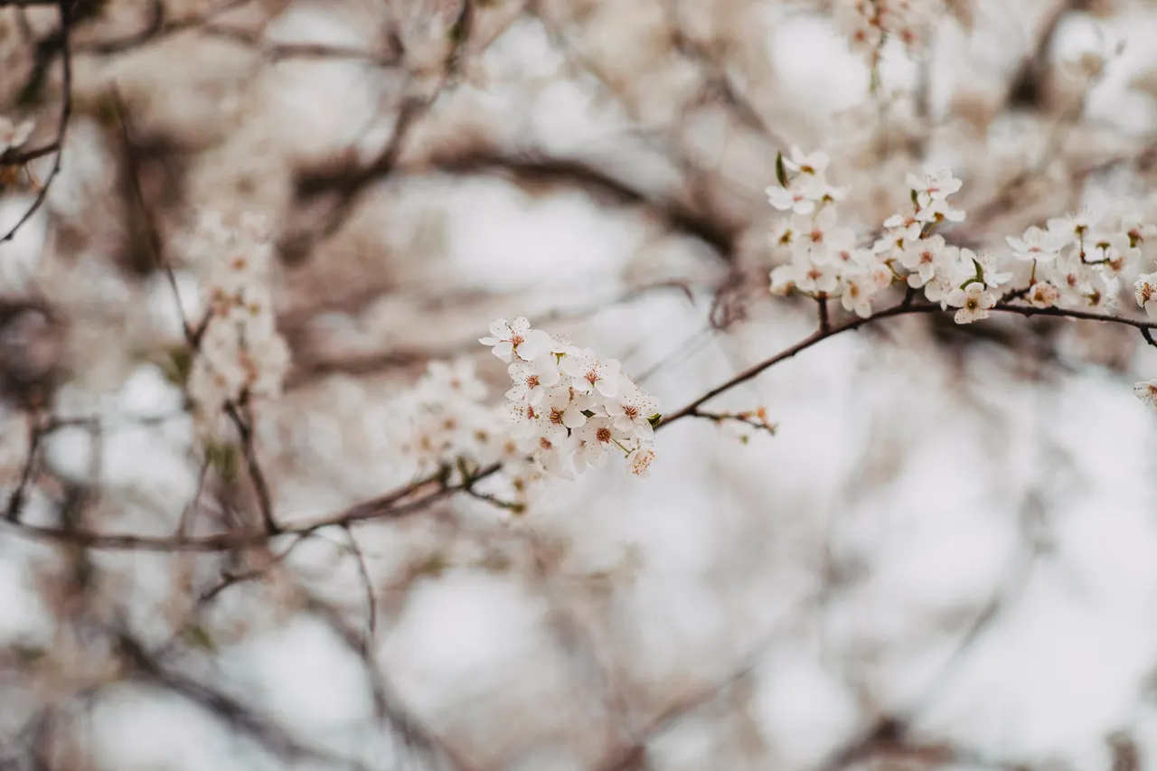 A tree with white flowers