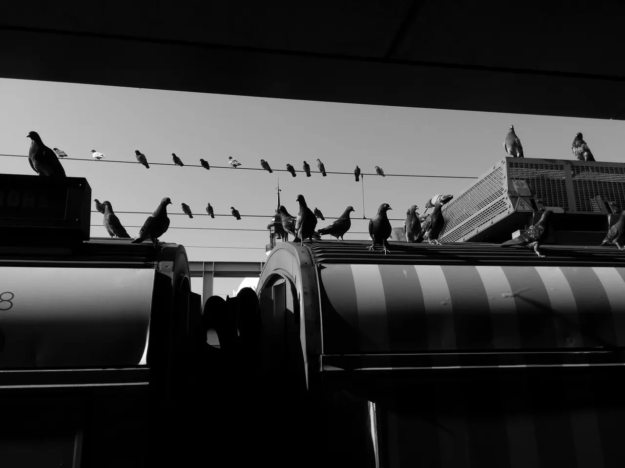 Birds on top of a bus