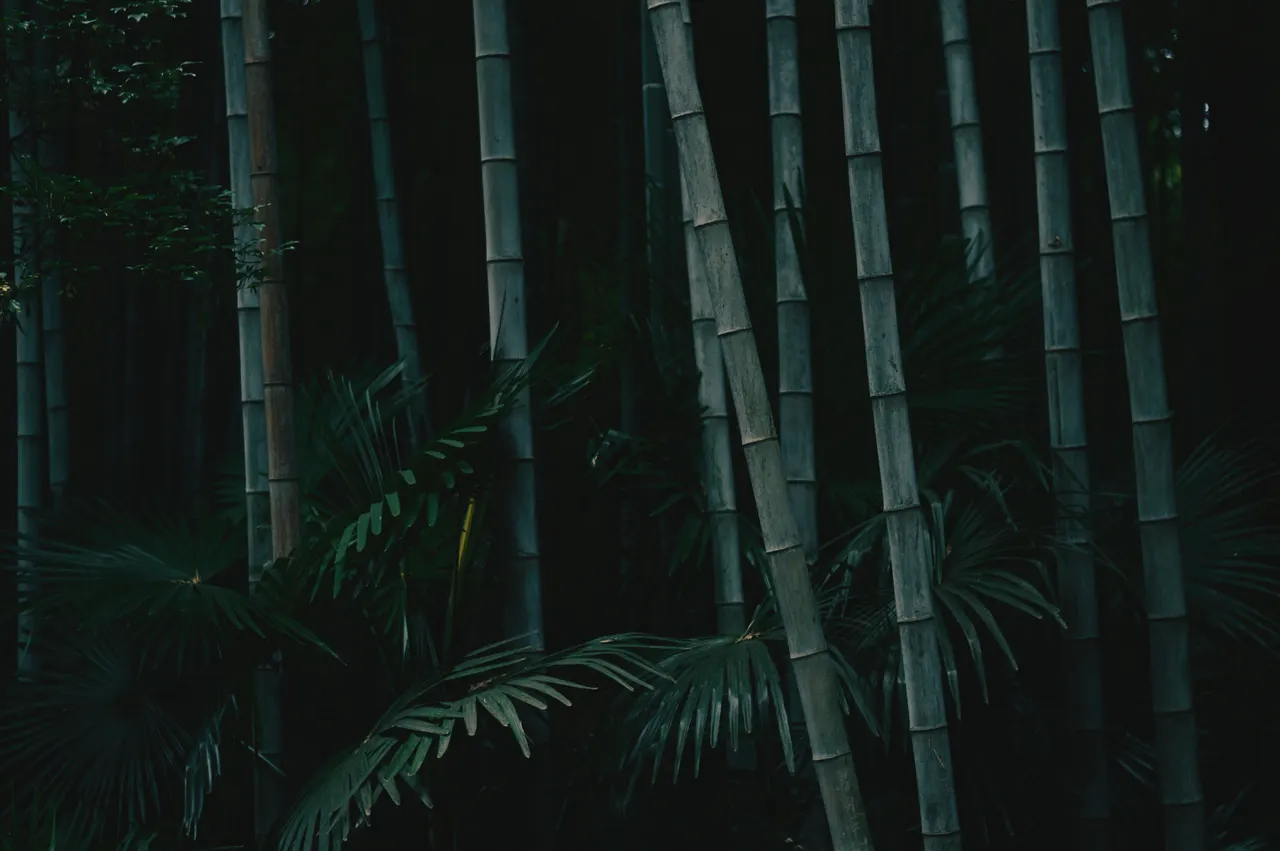 A group of bamboo trees