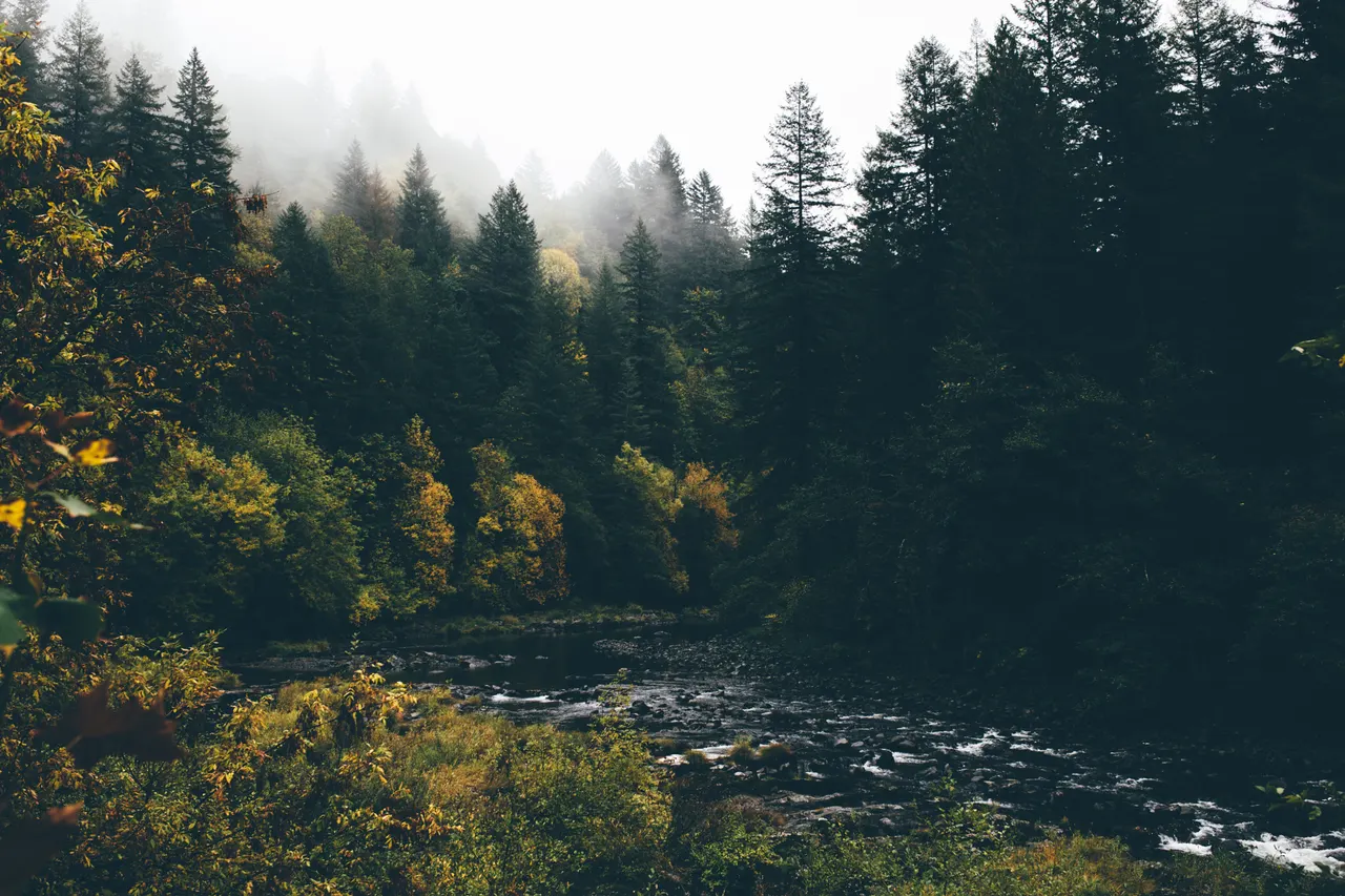 A river running through a forest