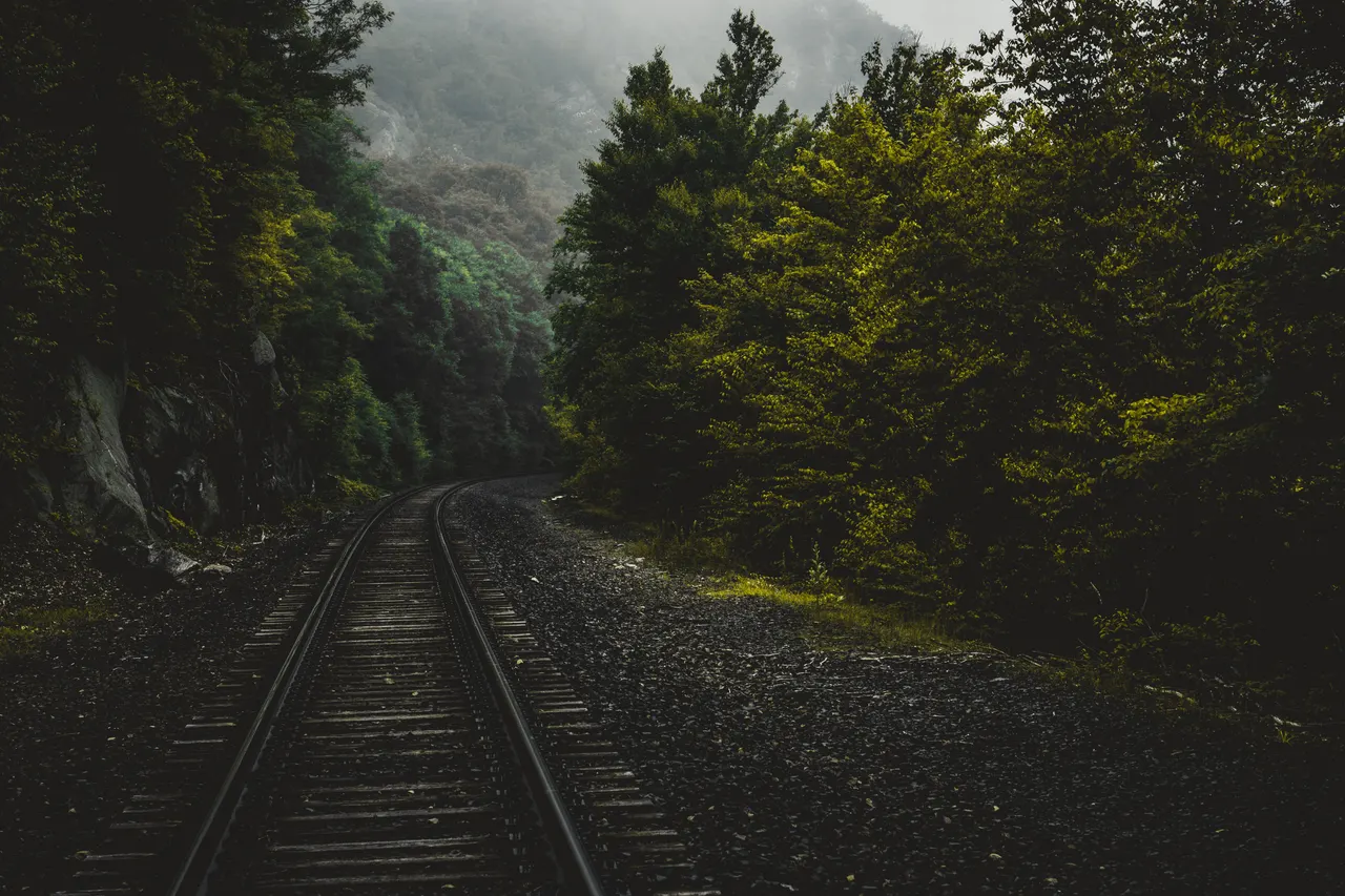Train tracks in a forest