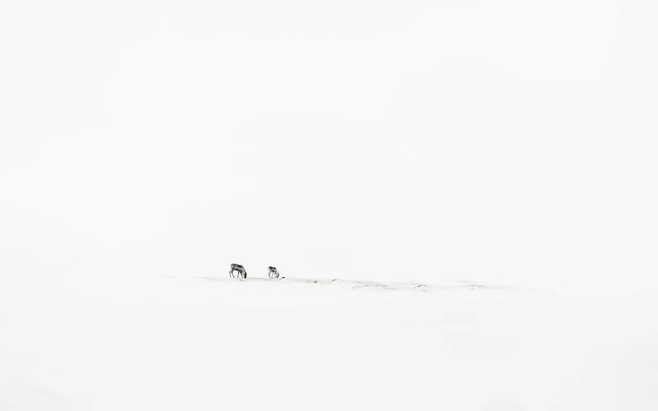 Two animals in the snow