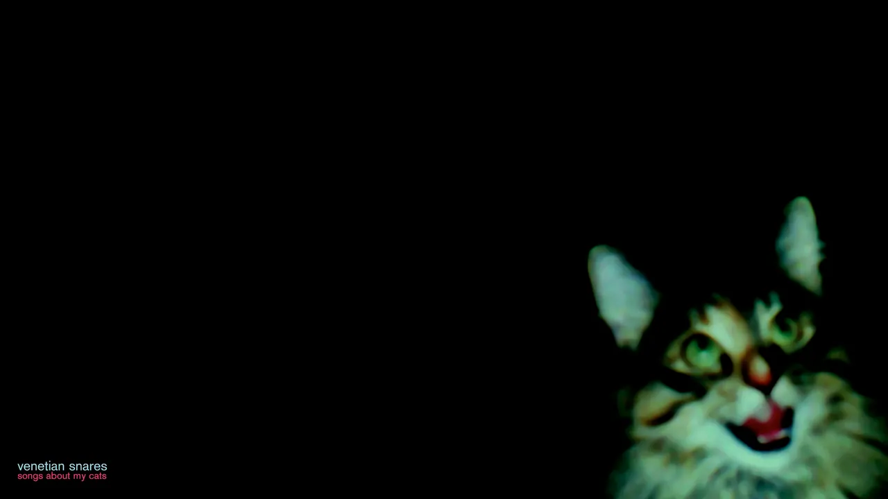 A cat looking at the camera