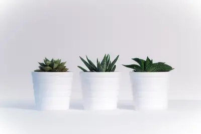 A group of potted plants