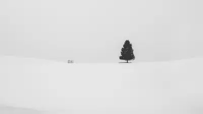 A tree in the snow