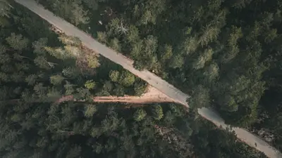 A road surrounded by trees