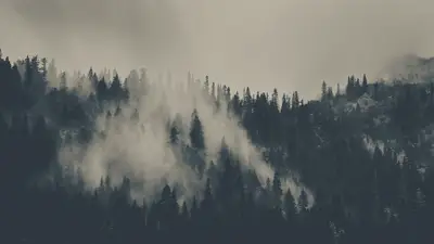 A foggy forest with trees