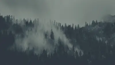 A foggy forest with trees