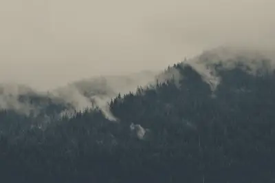 A foggy mountain with trees