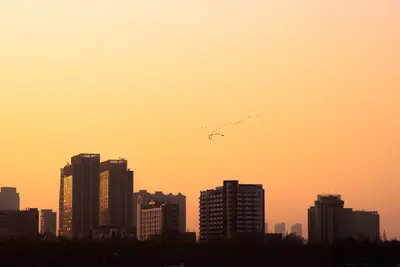 A group of birds flying in the sky over a city
