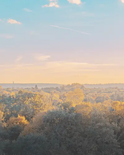 A landscape of trees with yellow leaves