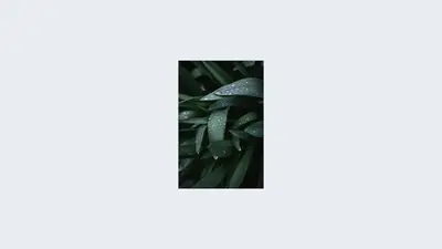 A close up of leaves