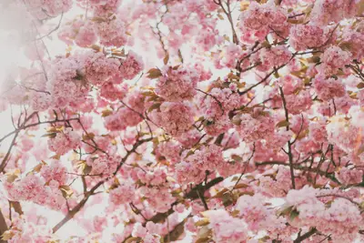 A tree with pink flowers