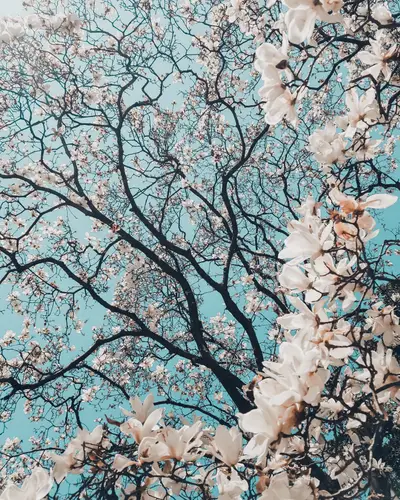 A tree with white flowers