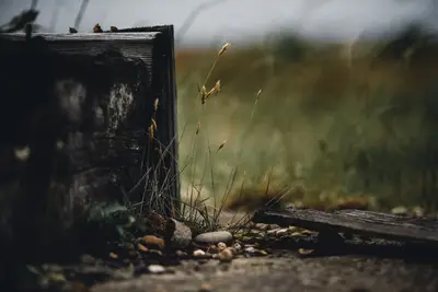 A grass growing out of a wood box