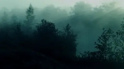 A foggy forest with trees and bushes