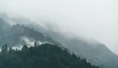 A foggy mountain with trees