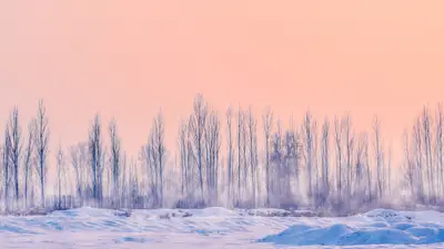 A group of trees in a snowy field