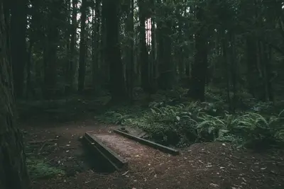 A path in a forest